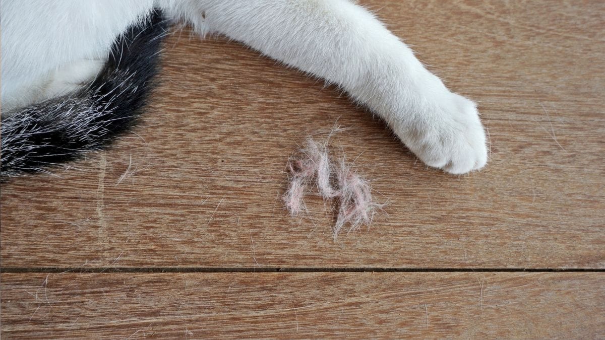 Katze Leckt Sich Fell Weg Hausmittel